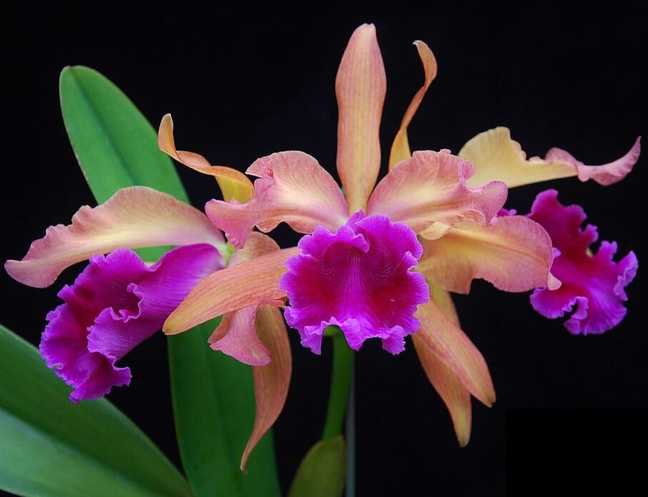 Cattleya dowiana var. aurea x Cattleya tenebrosa var. aurea 4N – La ...