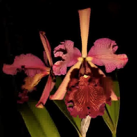 Cattleya Dowiana Var. Rosita ‘B. Posey’ AM/AOS – La Foresta Orchids