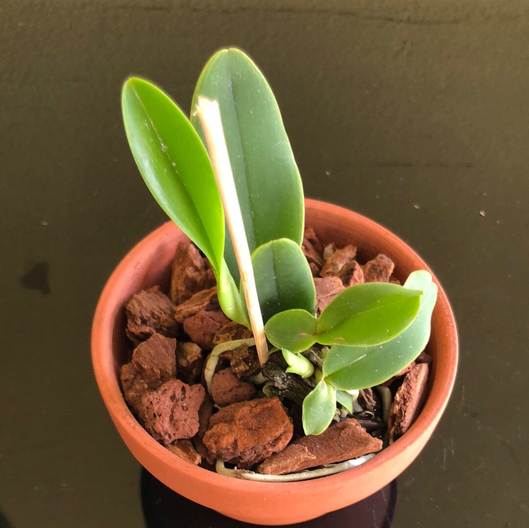 Cattleya Dowiana Var. Rosita ‘B. Posey’ AM/AOS – La Foresta Orchids