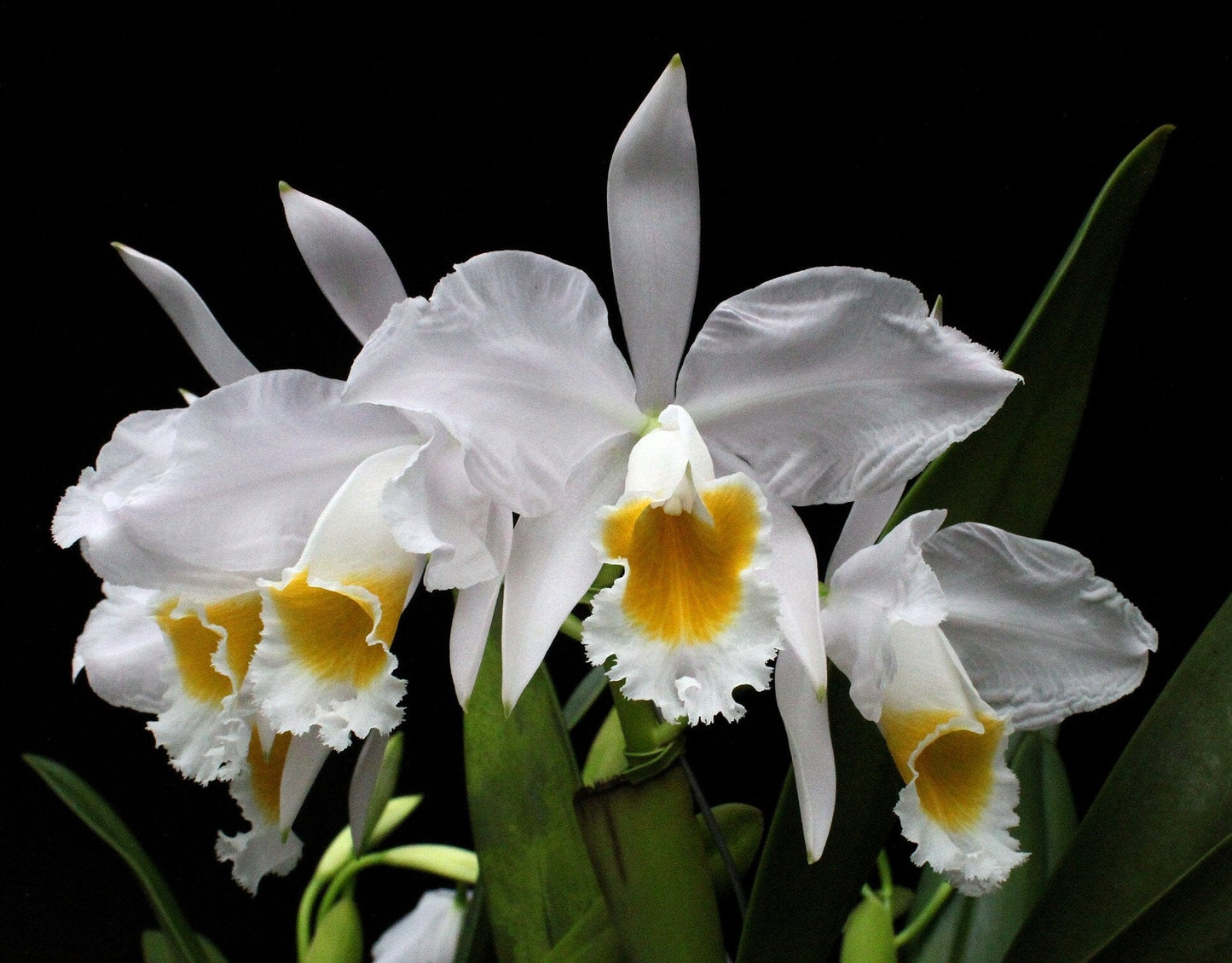 Cattleya eldorado var. alba Cattleya La Foresta Orchids 