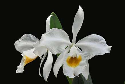 Cattleya eldorado var. alba Cattleya La Foresta Orchids 