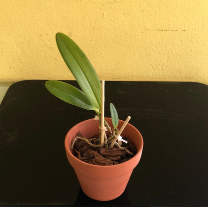 Cattleya guttata var. coerulea x Cattleya leopoldii var. coerulea Cattleya La Foresta Orchids 