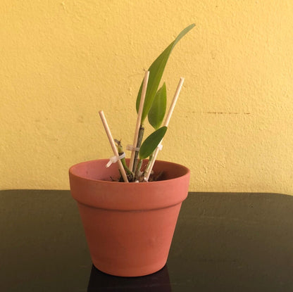 Cattleya guttata var. coerulea x Cattleya leopoldii var. coerulea Cattleya La Foresta Orchids 