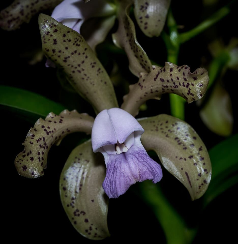 Cattleya guttata var. coerulea x Cattleya tigrina var. coerulea Cattleya La Foresta Orchids 