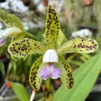 Cattleya guttata var. coerulea x Cattleya tigrina var. coerulea Cattleya La Foresta Orchids 