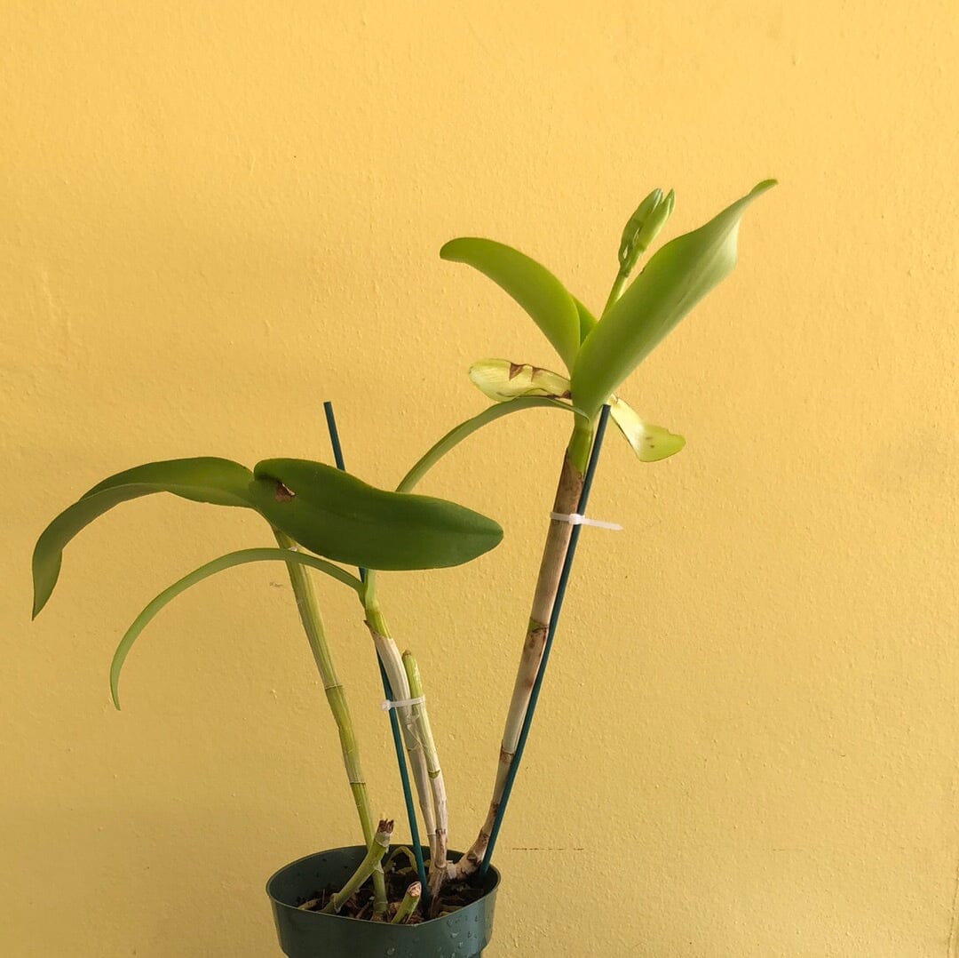 Cattleya intermedia var. alba Cattleya La Foresta Orchids 