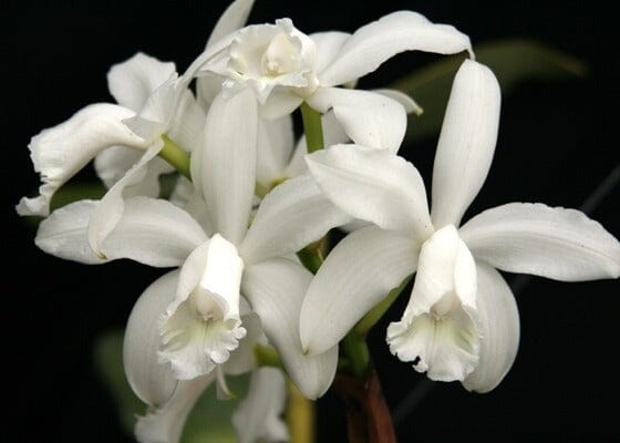 Cattleya intermedia var. alba Cattleya La Foresta Orchids 