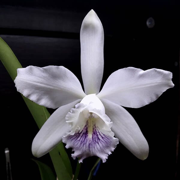 Cattleya intermedia var. coerulea x Cattleya maxima var. coerulea 'Hec ...