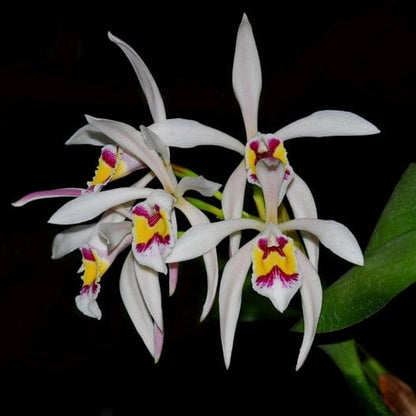Cattleya iricolor Cattleya La Foresta Orchids 