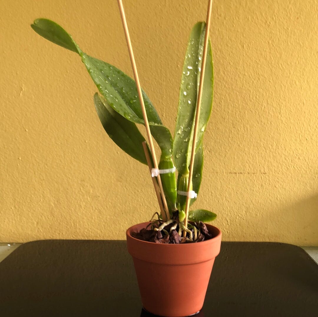 Cattleya jenmanii var. alba Cattleya La Foresta Orchids 