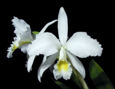 Cattleya jenmanii var. alba Cattleya La Foresta Orchids 