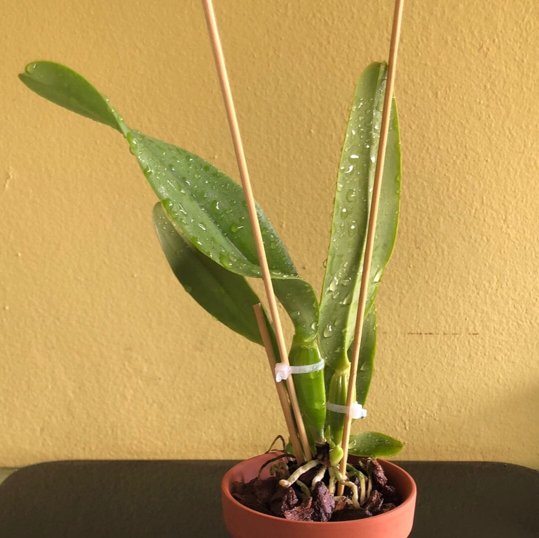 Cattleya jenmanii var. alba Cattleya La Foresta Orchids 