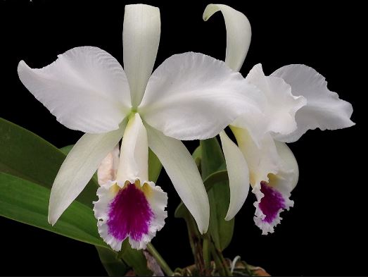 Cattleya jenmanii var. semi alba