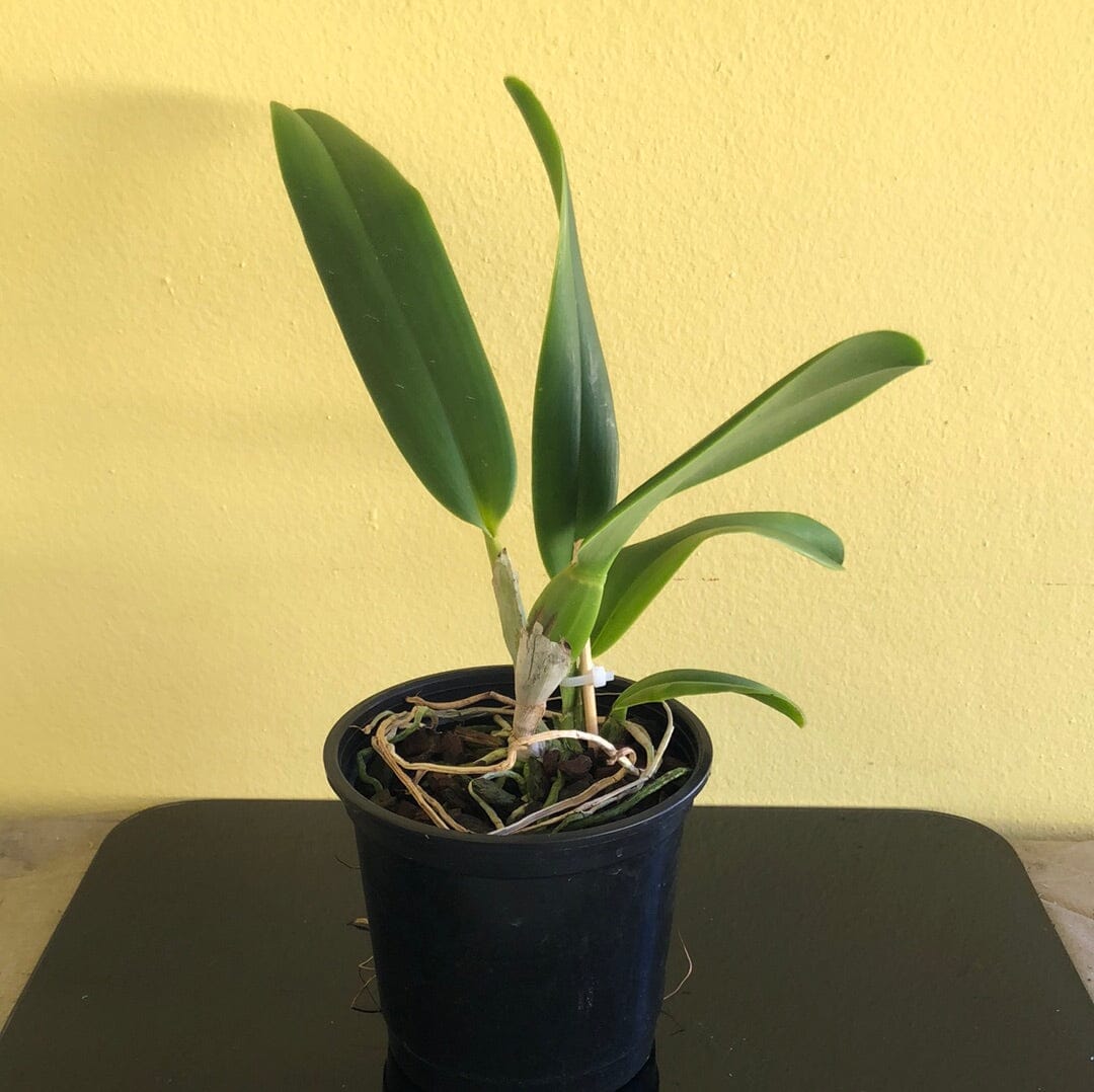 Cattleya jenmanii var. semi alba – La Foresta Orchids