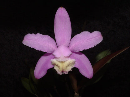 Cattleya kerrii Cattleya La Foresta Orchids 
