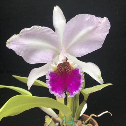 Cattleya labiata var. semi alba flamea x var. coerulea 'September Mist ...