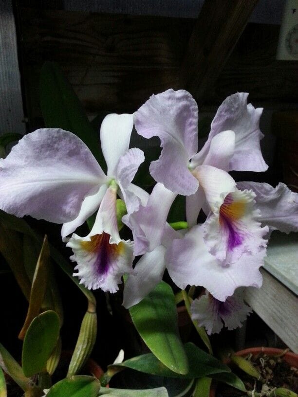 Cattleya labiata var. semi alba flamea x var. coerulea 'September Mist ...