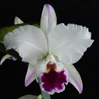 Cattleya labiata var. semi alba flamea x var. coerulea 'September Mist'