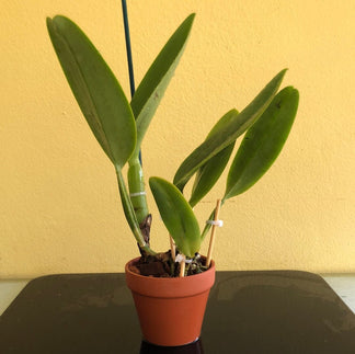 Cattleya labiata var. semi alba flamea x var. coerulea 'September Mist'