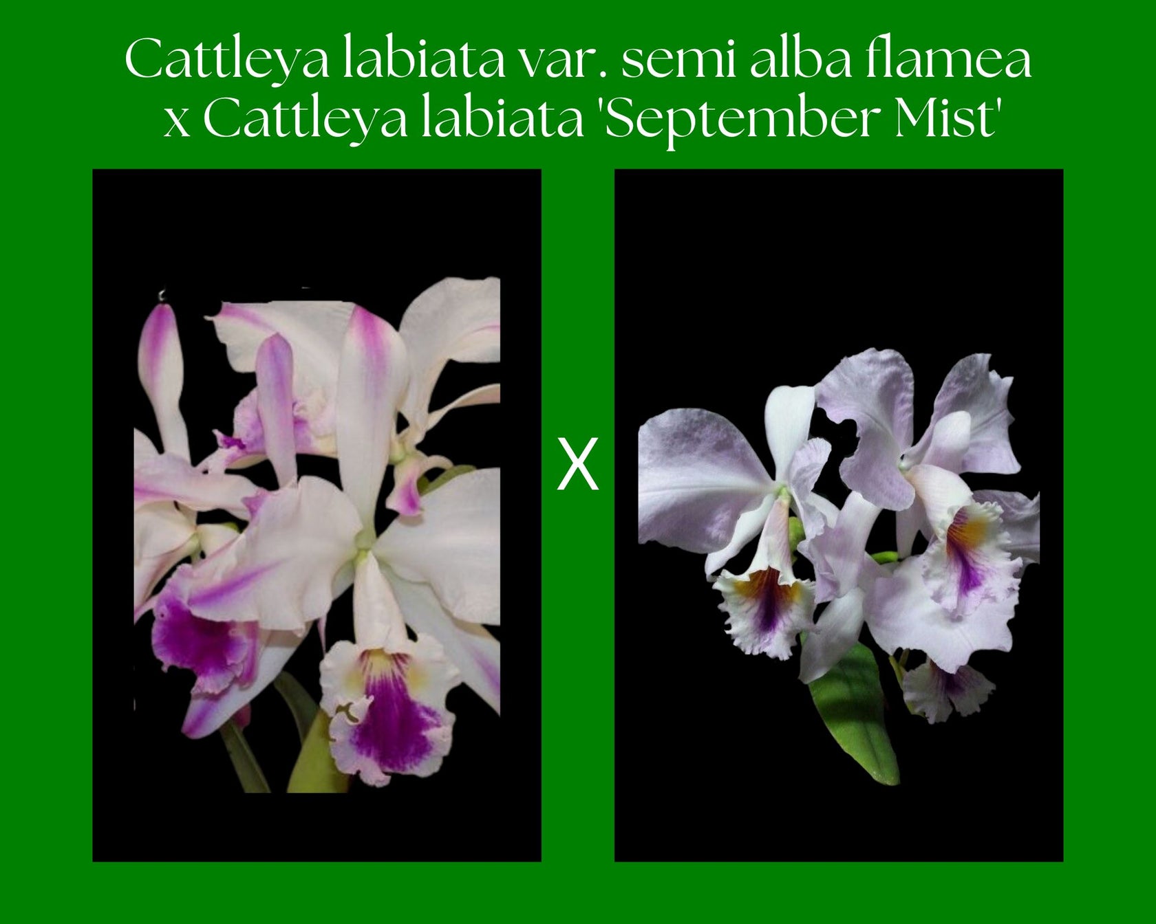 Cattleya labiata var. semi alba flamea x var. coerulea 'September Mist'