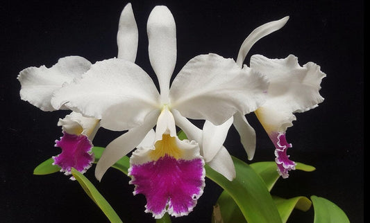 Cattleya labiata var. semi alba x Cattleya perrinii var. semi alba Cattleya La Foresta Orchids 