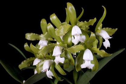 Cattleya leopoldii var. alba Cattleya La Foresta Orchids 