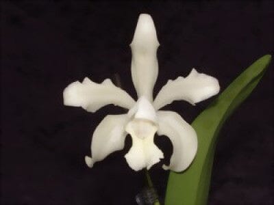 Cattleya leopoldii var. alba 'White' Cattleya La Foresta Orchids 