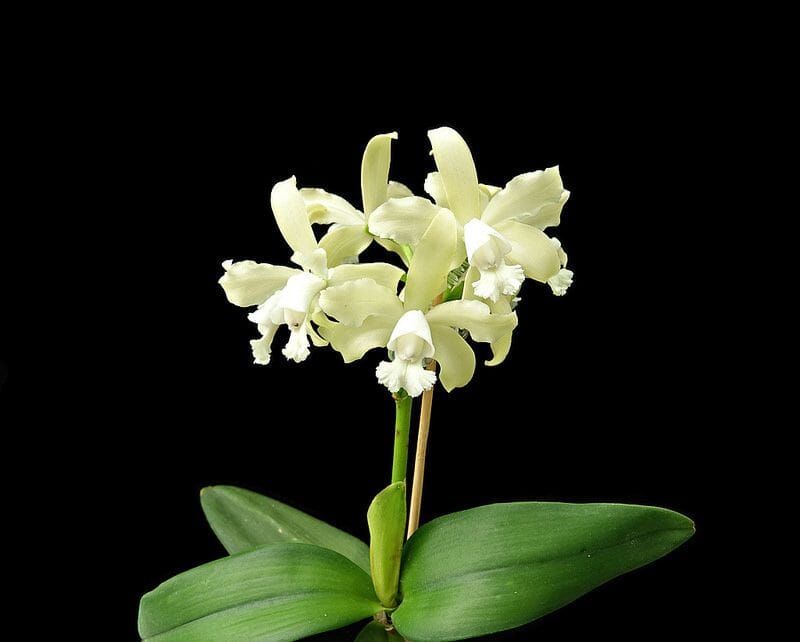 Cattleya leopoldii var. alba 'White' Cattleya La Foresta Orchids 