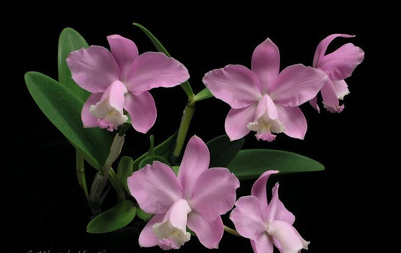 Cattleya loddigesii Cattleya La Foresta Orchids 