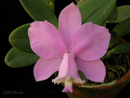 Cattleya loddigesii Cattleya La Foresta Orchids 