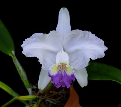 Cattleya lueddemanniana var. coerulea Cattleya La Foresta Orchids 