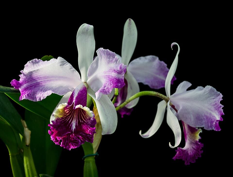 Cattleya lueddemanniana x Cattleya mossiae – La Foresta Orchids