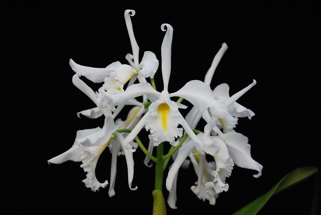 Cattleya maxima var. alba Cattleya La Foresta Orchids 