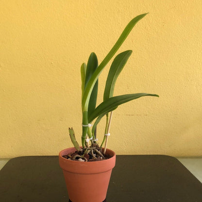 Cattleya maxima var. rubra `Elegance' BM/JOGA x self Cattleya La Foresta Orchids 