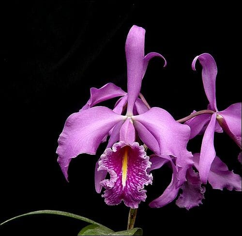 Cattleya maxima var. rubra `Elegance' BM/JOGA x self Cattleya La Foresta Orchids 