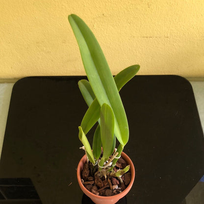 Cattleya maxima var. rubra `Elegance' BM/JOGA x self Cattleya La Foresta Orchids 