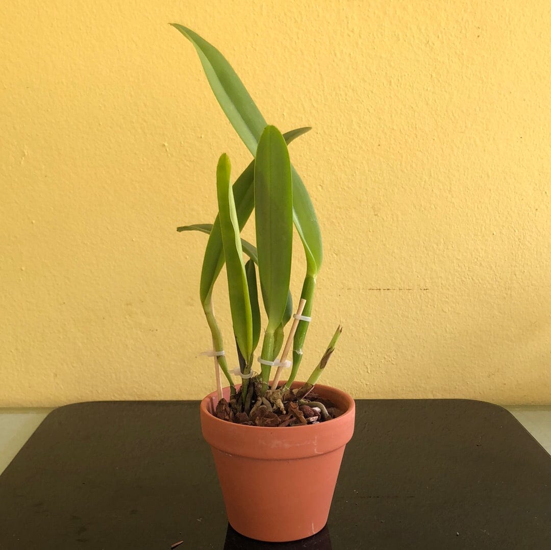 Cattleya maxima var. rubra `Elegance' BM/JOGA x self Cattleya La Foresta Orchids 