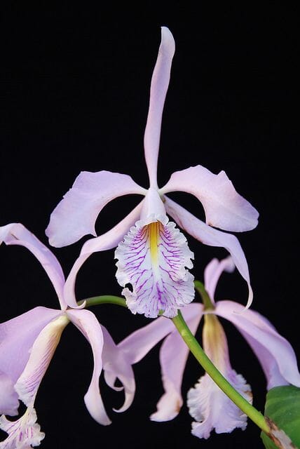 Cattleya maxima var. suavissima Cattleya La Foresta Orchids 