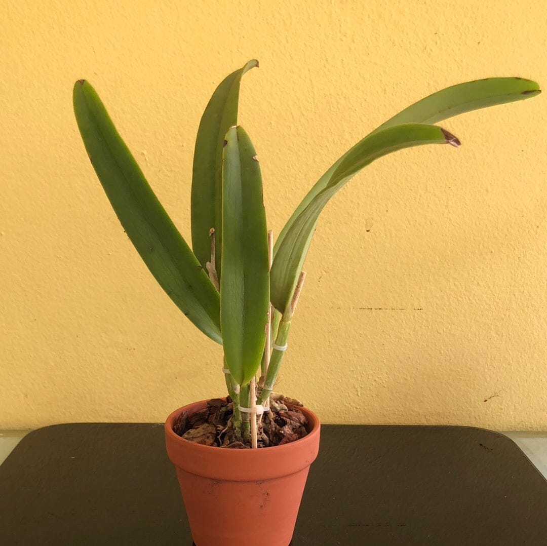 Cattleya maxima var. suavissima Cattleya La Foresta Orchids 