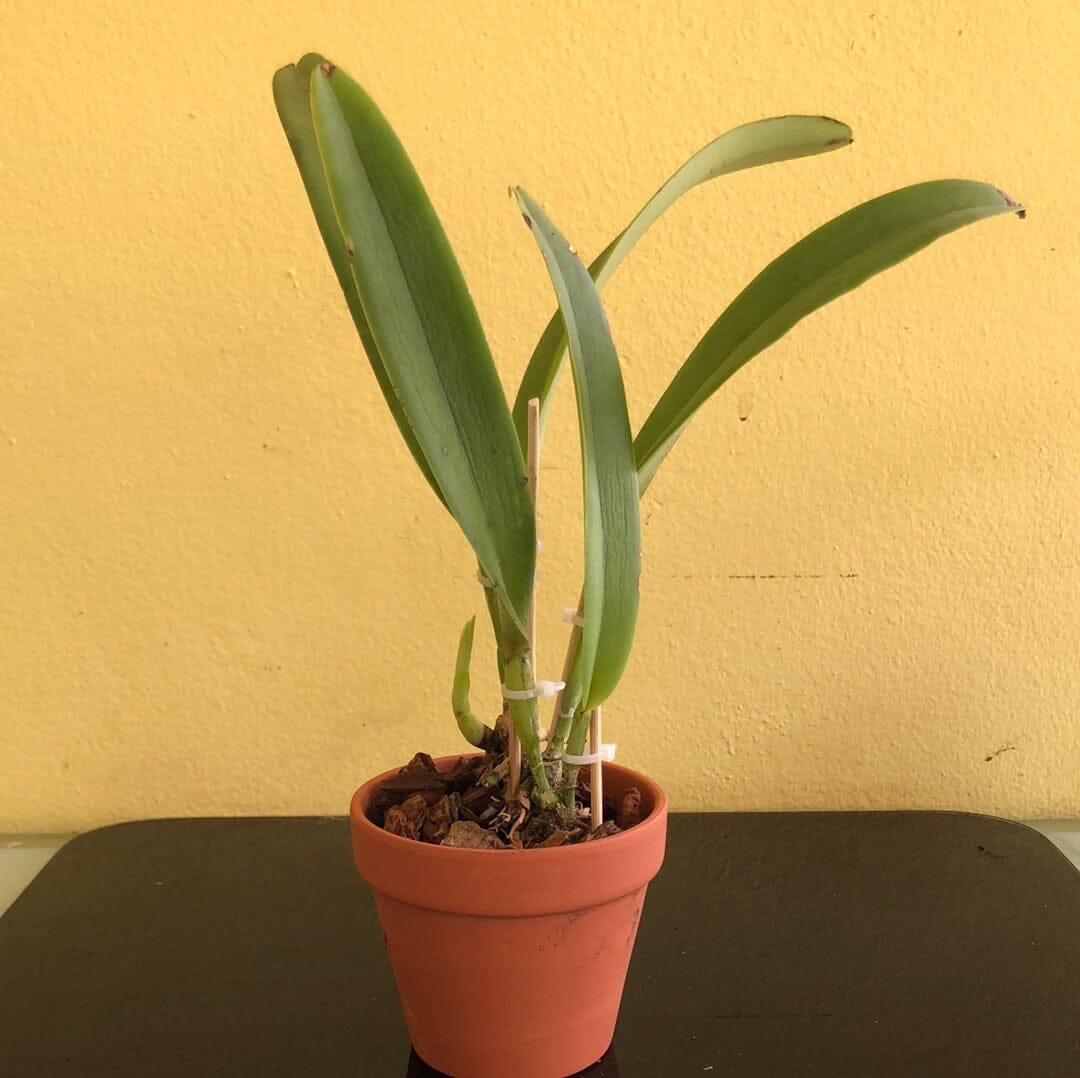 Cattleya maxima var. suavissima Cattleya La Foresta Orchids 