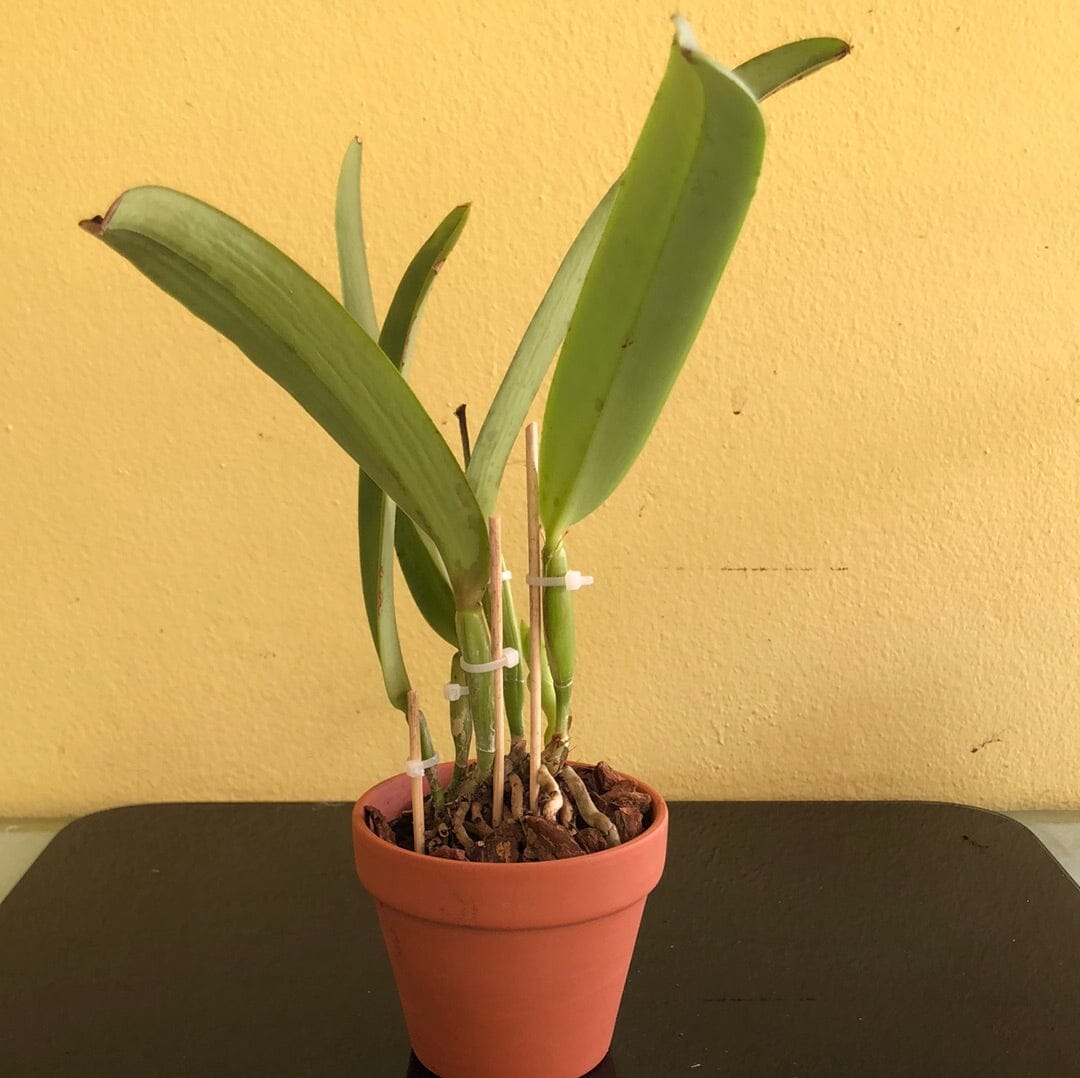 Cattleya maxima var. suavissima Cattleya La Foresta Orchids 