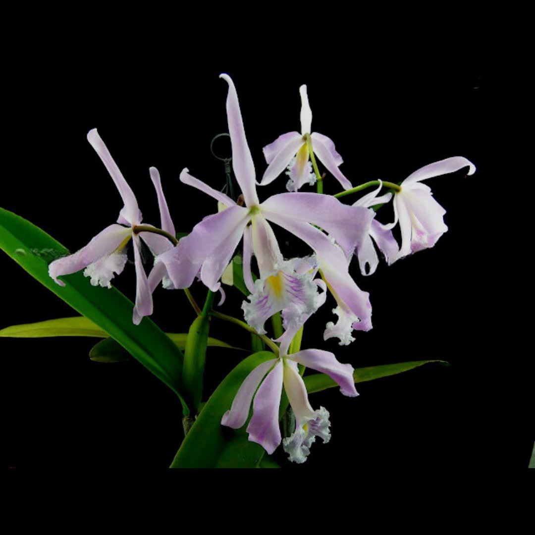 Cattleya maxima var. suavissima Cattleya La Foresta Orchids 