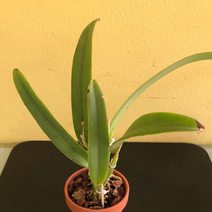 Cattleya maxima var. suavissima Cattleya La Foresta Orchids 