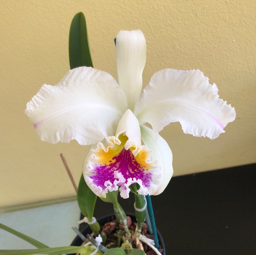 Cattleya mossiae var. semi alba Cattleya La Foresta Orchids 