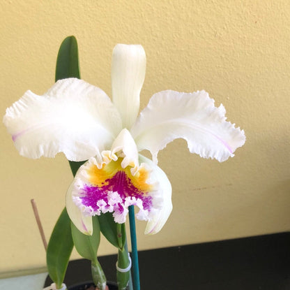 Cattleya mossiae var. semi alba Cattleya La Foresta Orchids 