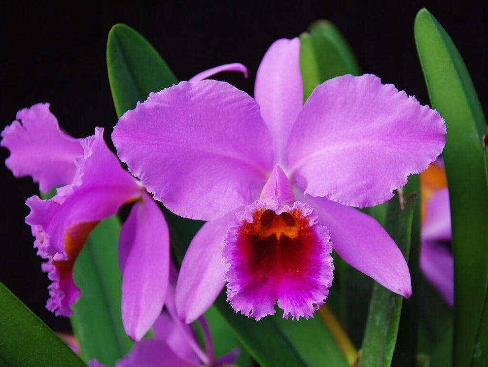 Cattleya percivaliana 'Big claude' x 