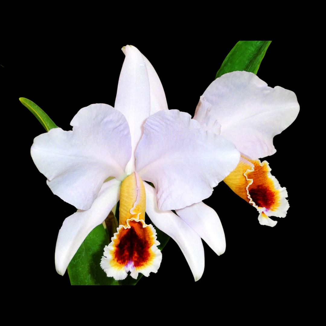 Cattleya percivaliana var. coerulea 'Ondine' Cattleya La Foresta Orchids 