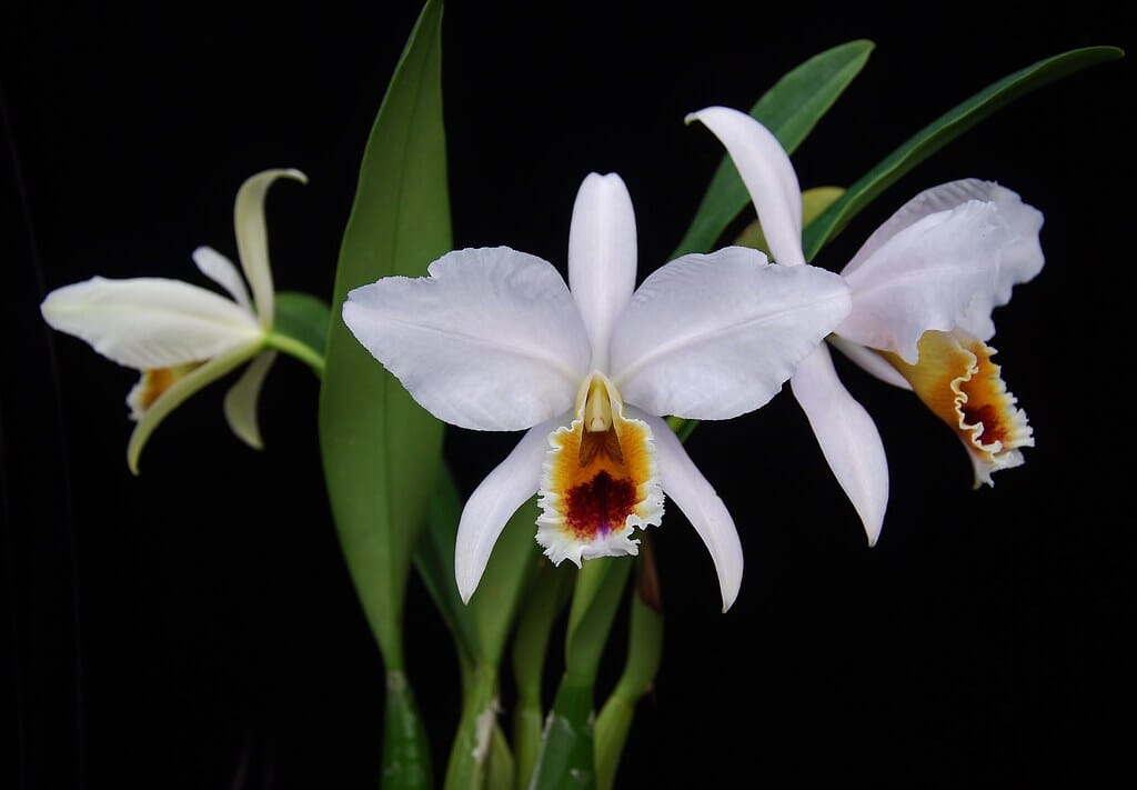 Cattleya percivaliana var. coerulea 'Ondine' Cattleya La Foresta Orchids 