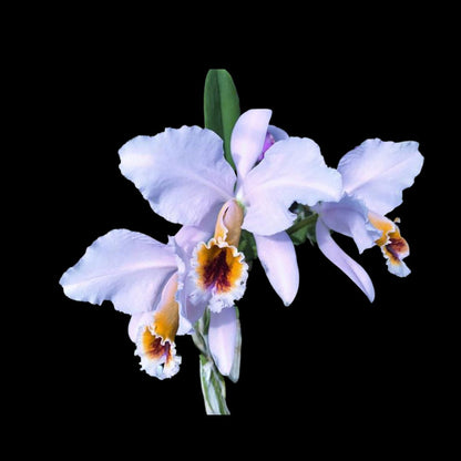 Cattleya percivaliana var. coerulea 'Ondine' Cattleya La Foresta Orchids 