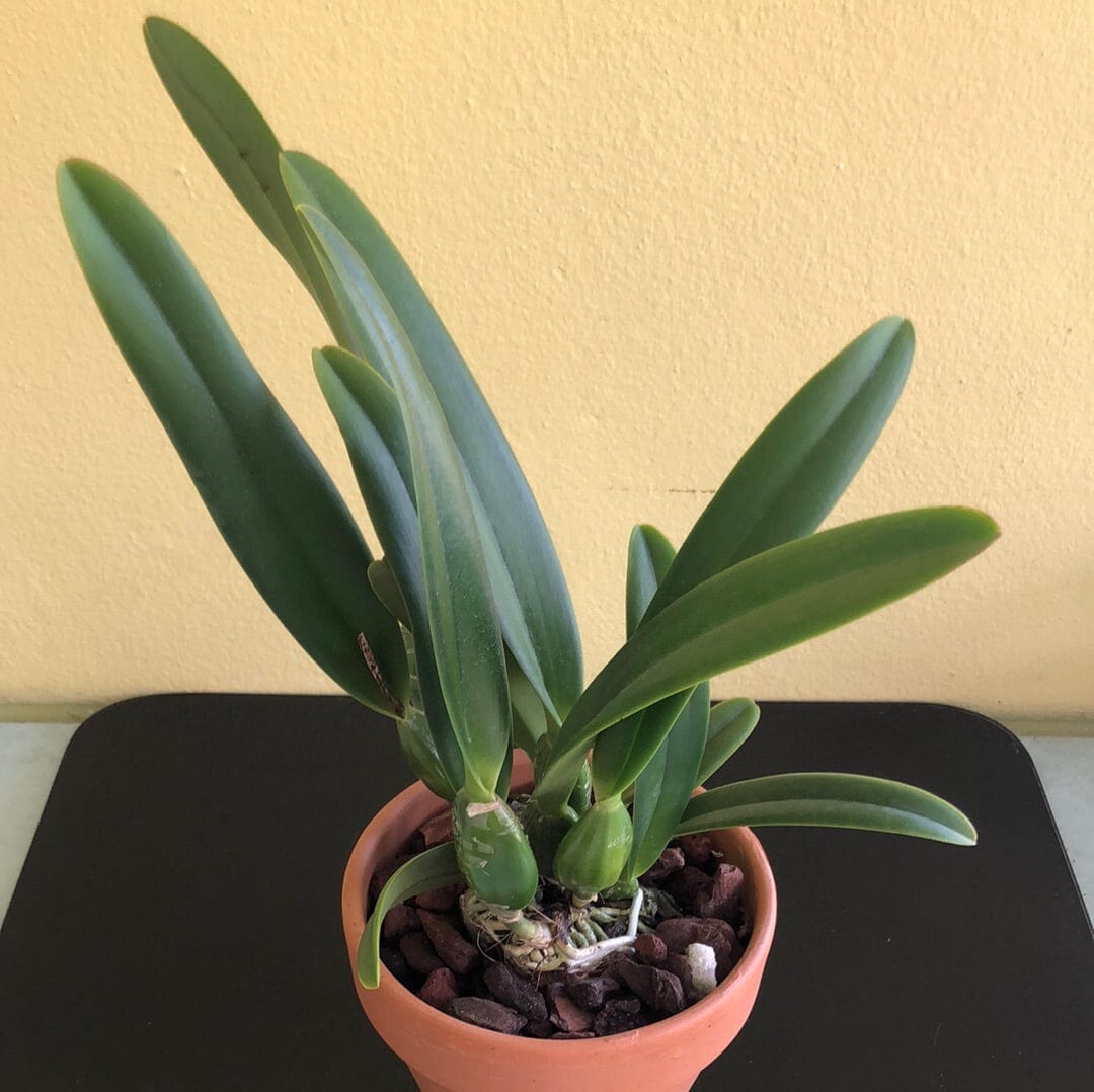 Cattleya percivaliana var. semi alba 'amesiana' – La Foresta Orchids